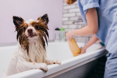 Pet Grooming and Pet Sitting Insurance in Yuma, AZ by Desert Insurance, LLC