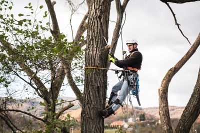 Tree Trimming Insurance in Yuma, AZ by Desert Insurance, LLC